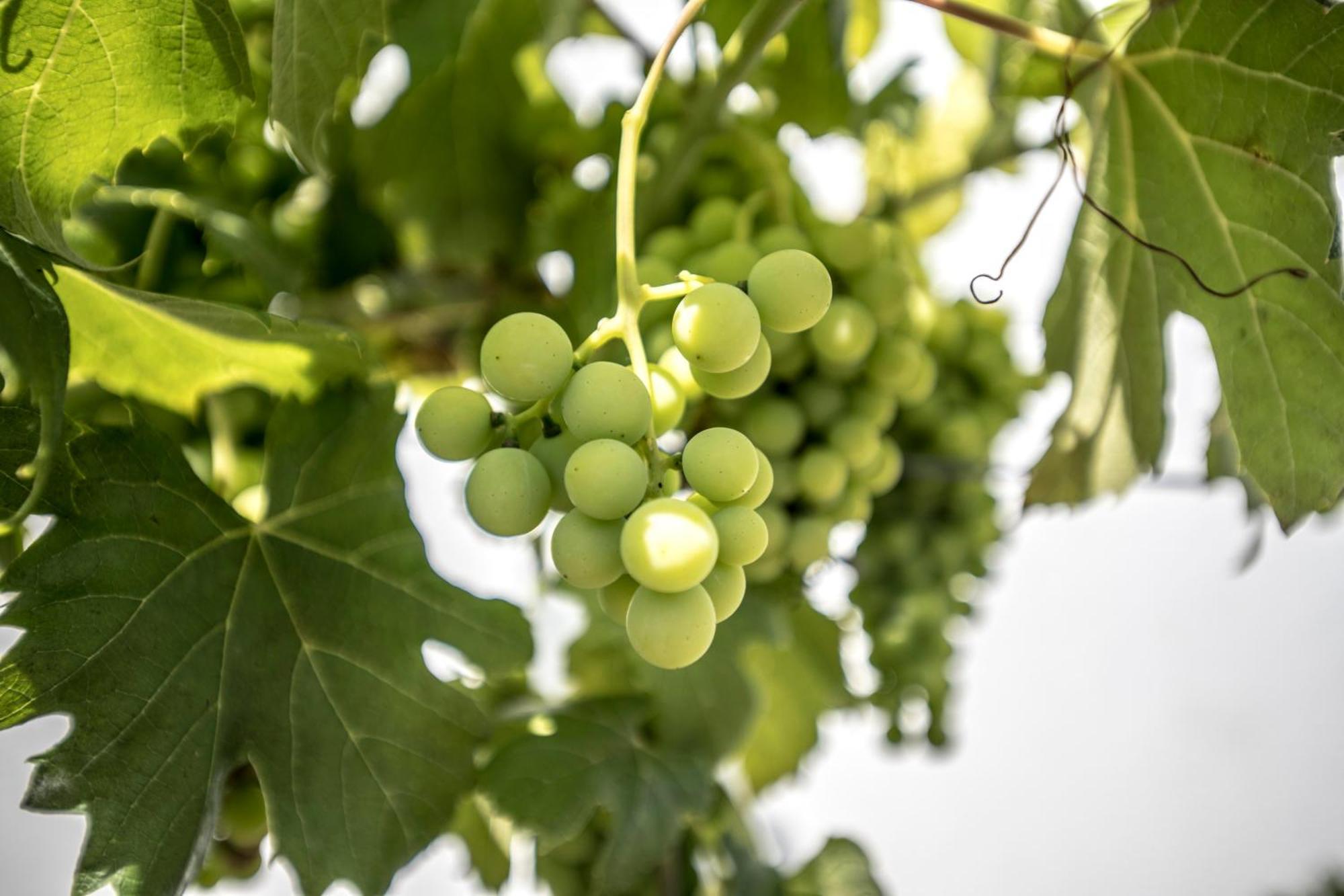 فيلا Quinta Do Pomar Pomar Farm Briteiros المظهر الخارجي الصورة